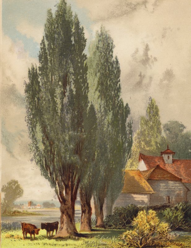 Lombardiska popplar, engelsk scen (färglitografi) av Joseph Needham