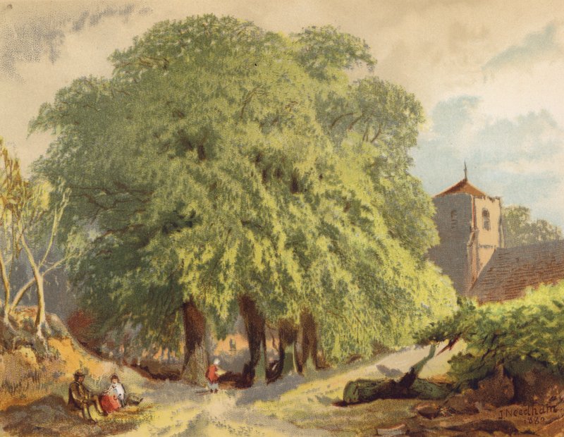 Byskildring, limefrukter (färglitografi) av Joseph Needham
