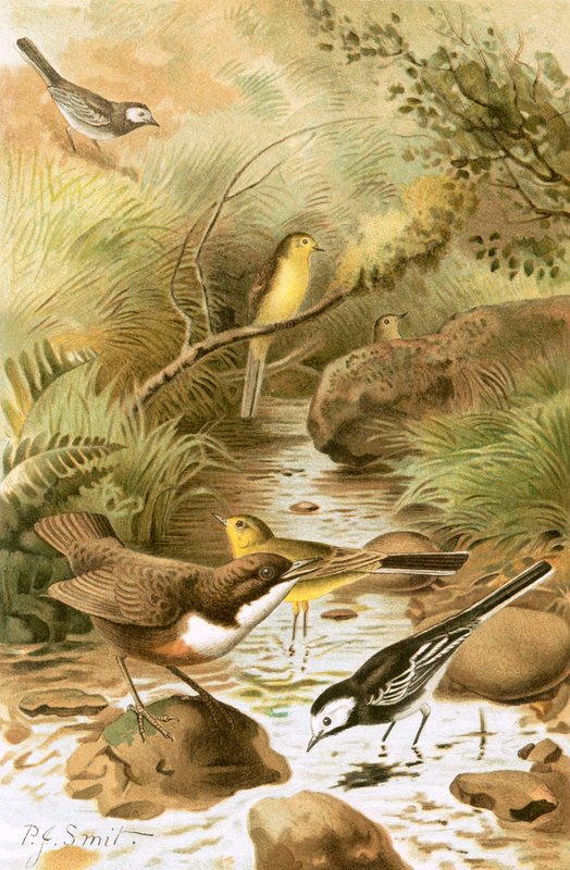 Dipper, Pied Viptail och Gul Viptail av Joseph Smit