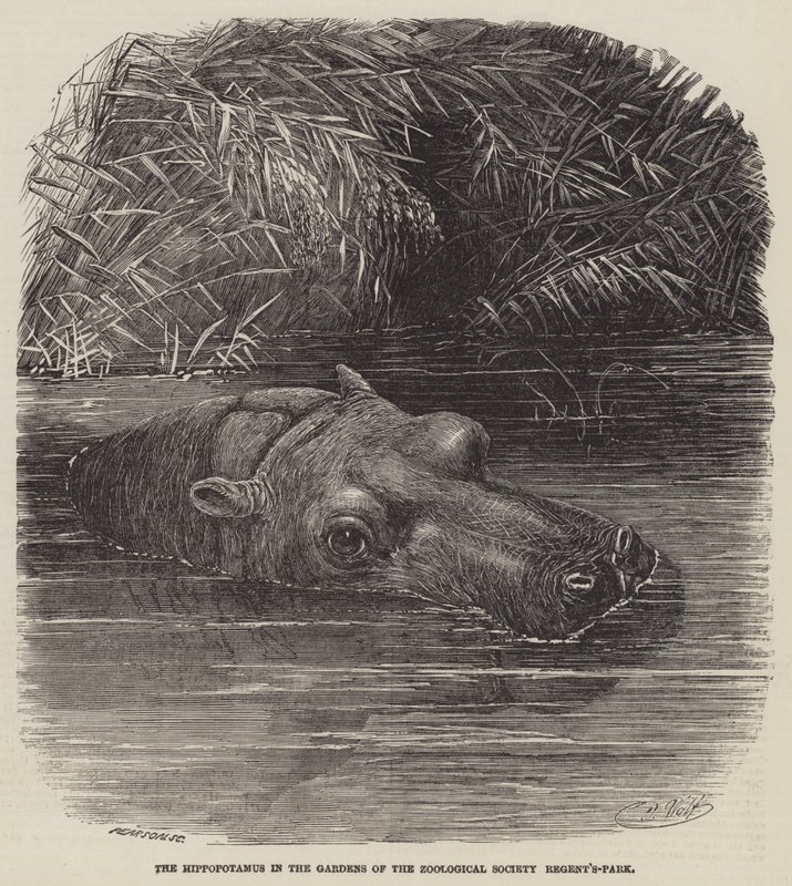 Flodhästen i Zoological Societys trädgårdar, Regent
