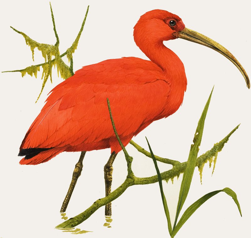 I för Ibis av Kenneth Lilly