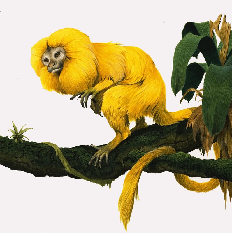 M för Marmoset av Kenneth Lilly