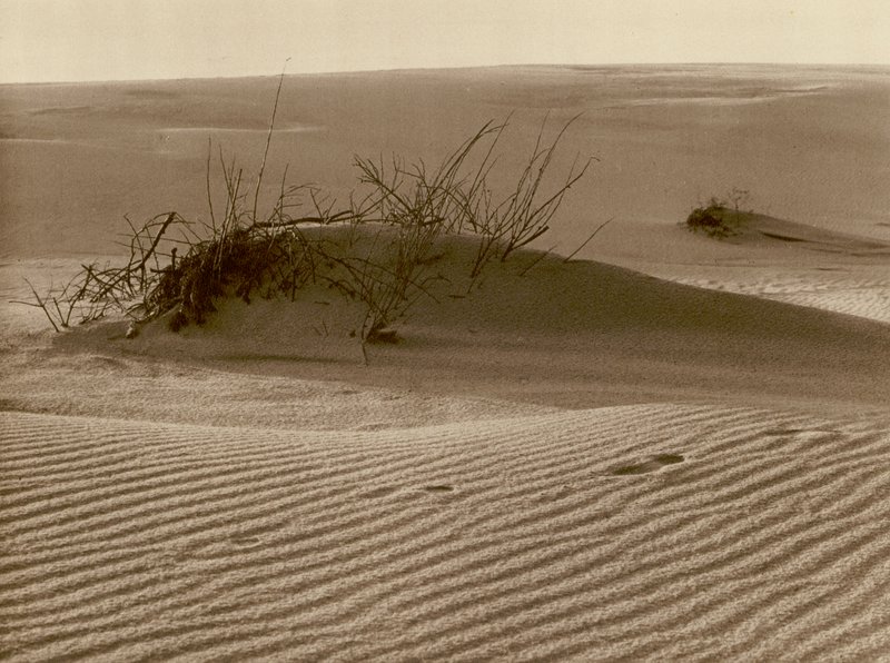 Skiftande sanddyn på Kuriska spotten norr om Rossitten; Skiftande dyn en den Kuriska sandspetten i norra Rossitten (s/v foto) av Kurt Hielscher