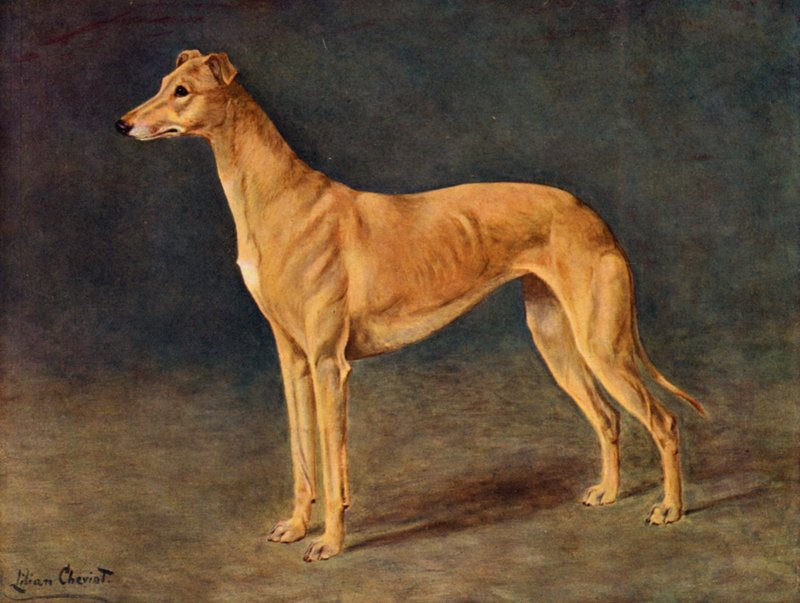 Den framgångsrika Coursing Greyhound Bitch Age of Gold av Lilian Cheviot