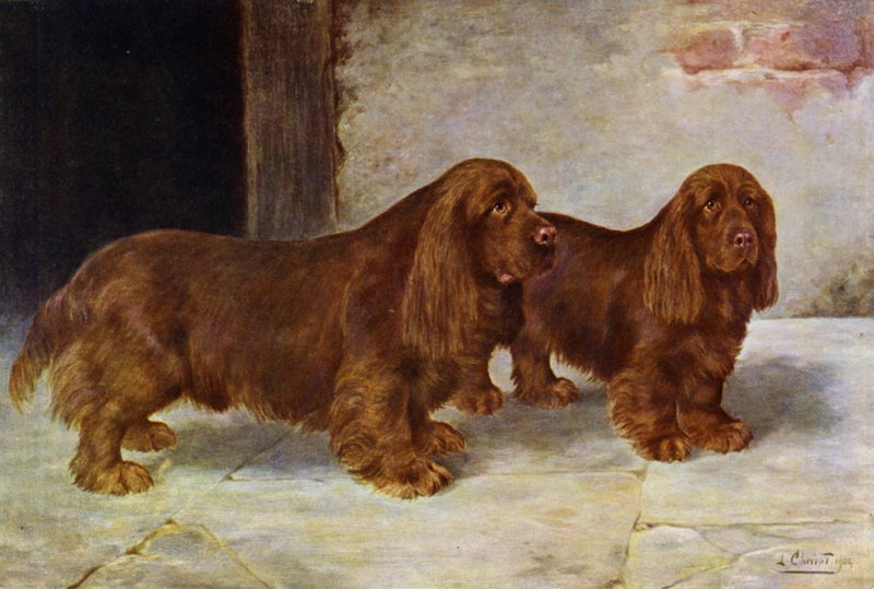 Sussex Spaniels, Champion Rosehill Rock och Champion Rosehill Rag av Lilian Cheviot