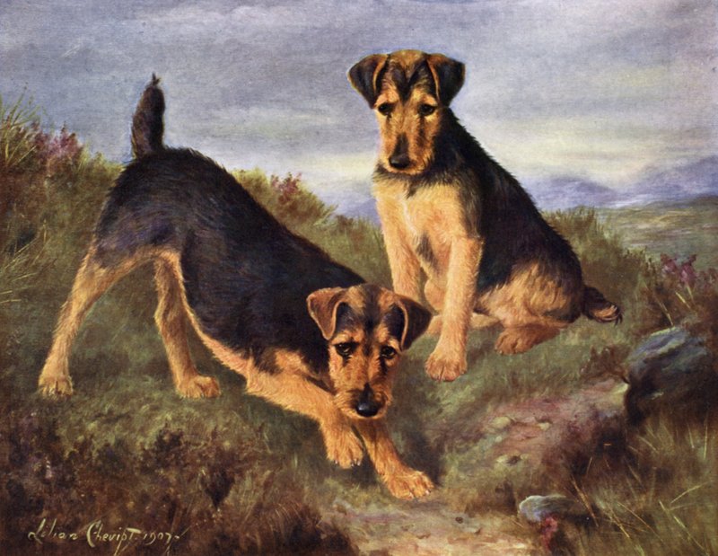 Welsh terrier Glansevin Coquette och Champion Glansevin Coda av Lilian Cheviot