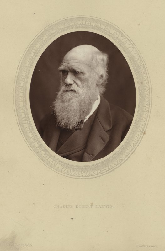 Porträtt av Charles Darwin av Lock and Whitfield