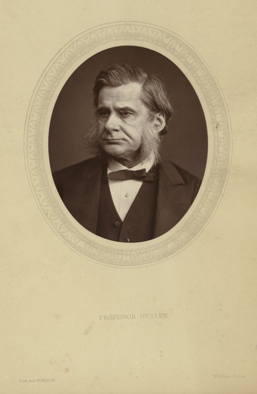 Porträtt av Thomas Henry Huxley av Lock and Whitfield