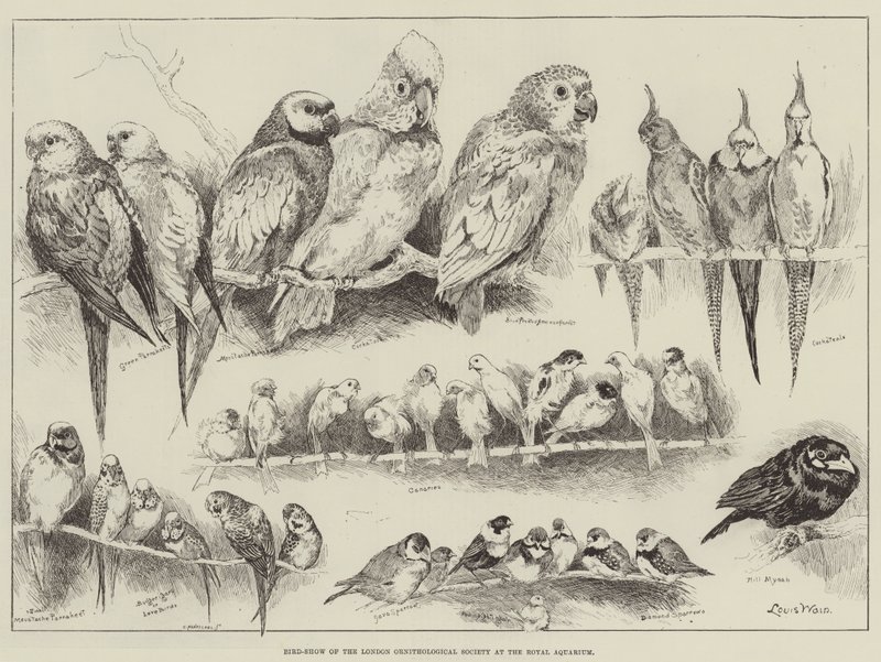 Fågelutställning av London Ornithological Society på Royal Aquarium av Louis Wain