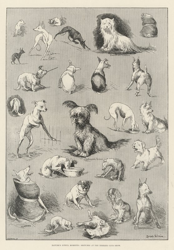 Naturens tillfälliga stunder, skisser från Terrier Club Show av Louis Wain
