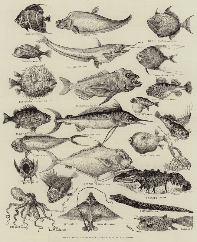 Odd Fish på International Fisheries Exhibition av Louis Wain
