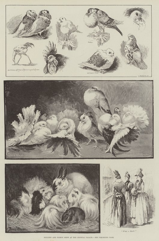 Utställning av fjäderfä och duvor i Crystal Palace av Louis Wain