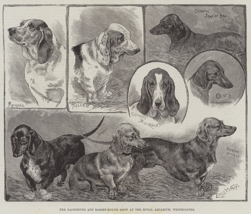 Taxen och Basset-Hound Show på Royal Aquarium, Westminster av Louis Wain