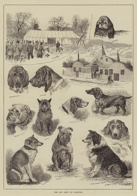 Hundutställningen i Warwick av Louis Wain