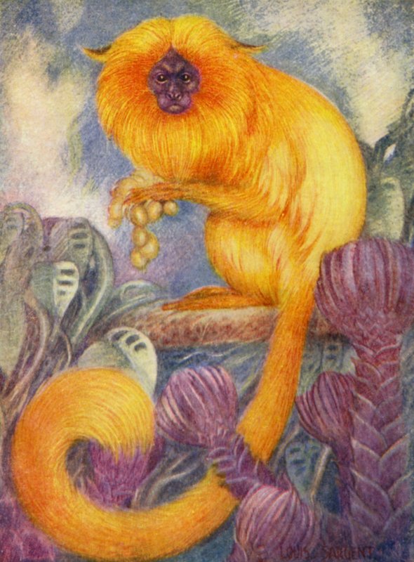 På djurparken: Marmoset Monkey (färg litho) av Louis Augustus Sargent