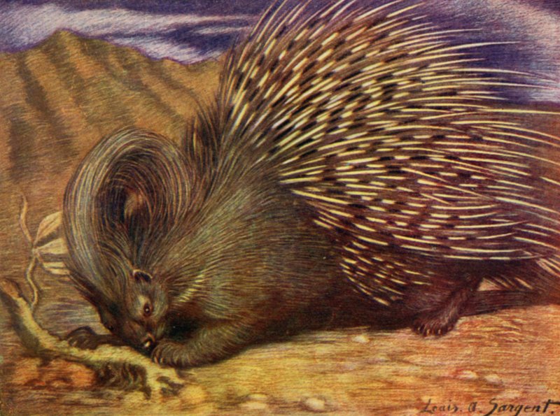 På djurparken: Porcupine (färg litho) av Louis Augustus Sargent