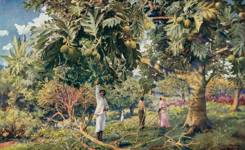 Bröd-fruktträd, Centralamerika (färg litho) av Louis Fairfax Muckley