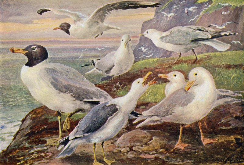Måsar (färg litho) av Louis Fairfax Muckley