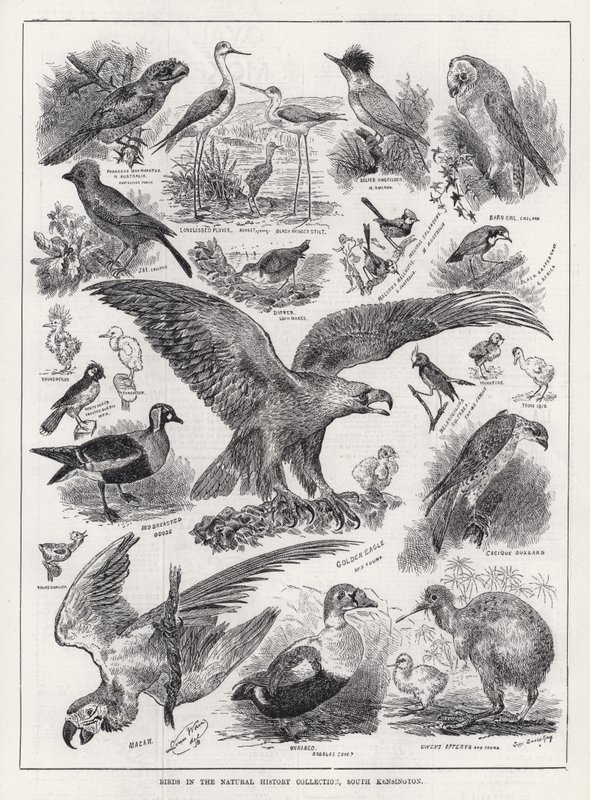 Fåglar i Natural History Collection, South Kensington (gravyr) av Louis Wain