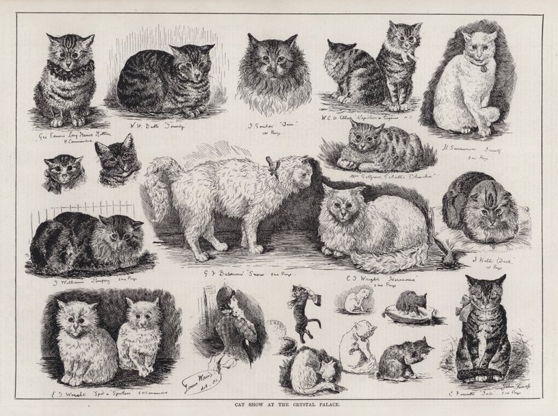 Cat Show på Crystal Palace (gravyr) av Louis Wain
