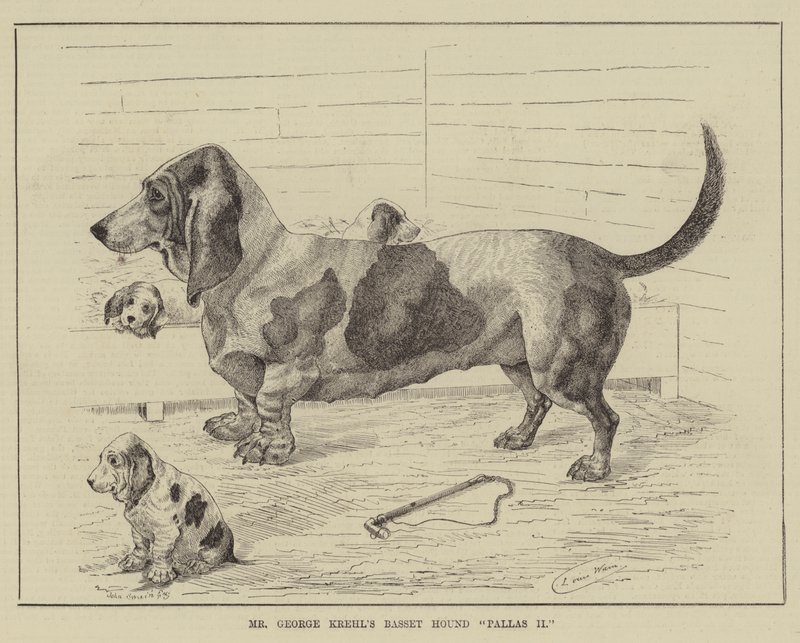 George Krehls Basset Hound Pallas II av Louis Wain
