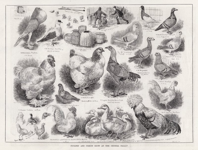 Fjäderfä- och duvutställning på Crystal Palace (gravyr) av Louis Wain