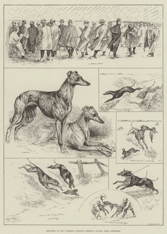 Skisser på Waterloo Coursing Meeting, Altcar, nära Liverpool (gravyr) av Louis Wain