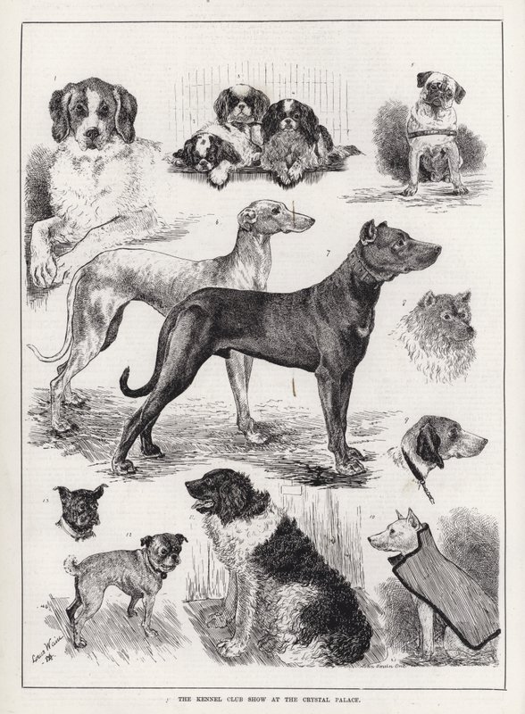 The Kennel Club Show på Crystal Palace (gravyr) av Louis Wain