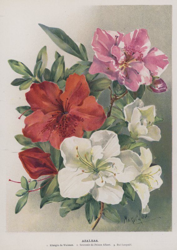Azaleor av Marie Low
