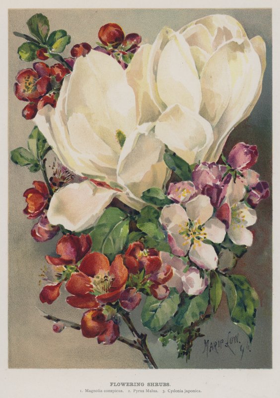 Blommande buskar av Marie Low