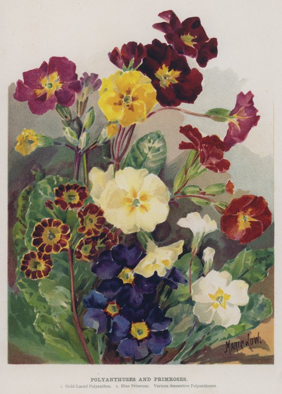Polyanthus och primörer av Marie Low