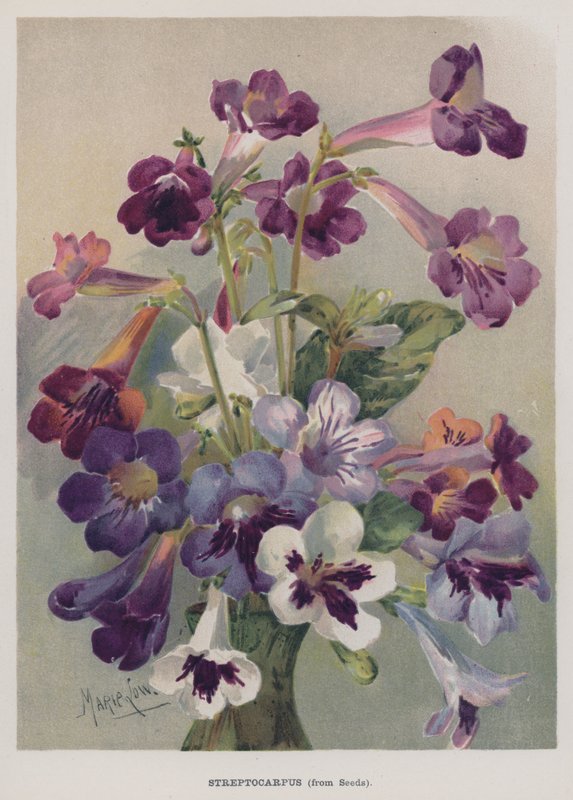 Streptocarpus, från frön av Marie Low
