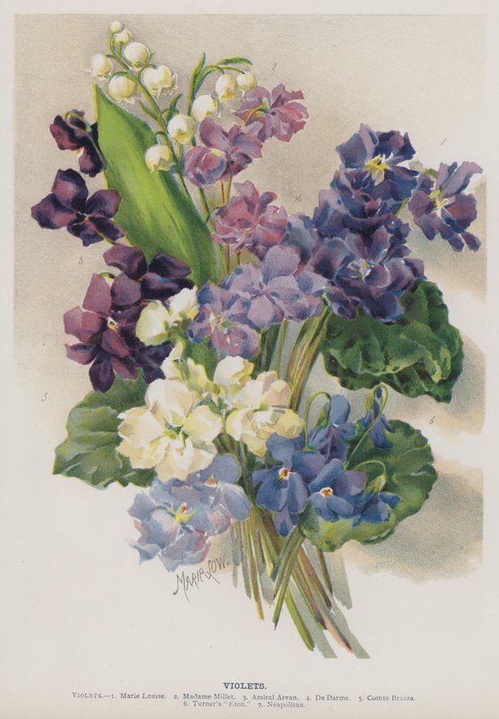 Violer av Marie Low