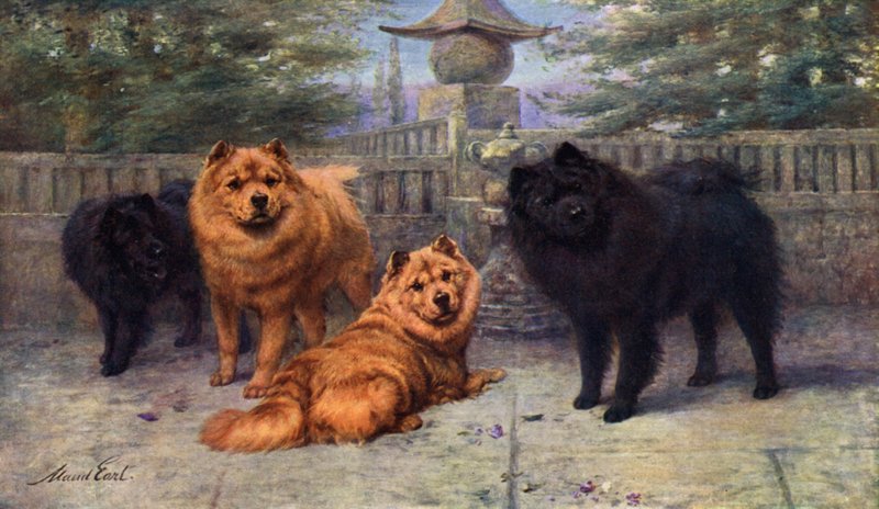 Fyra Champion Chow-Chows som ägs av Mrs Scaramanga av Maud Earl