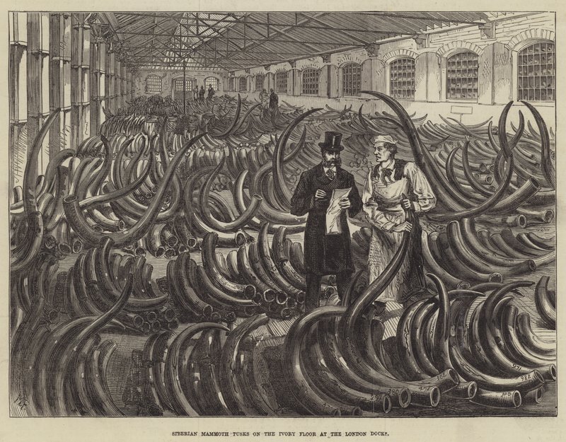 Pembe za Mammoth za Siberia kwenye Ghorofa ya Pembe za Ndovu kwenye Doksi za London av Melton Prior