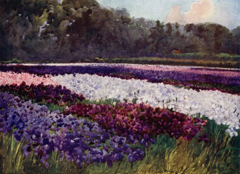 "I smaragdtossar, blommor lila, blå och vita, som safir, pärlor och rika broderier" (färg litho) av Mima Nixon