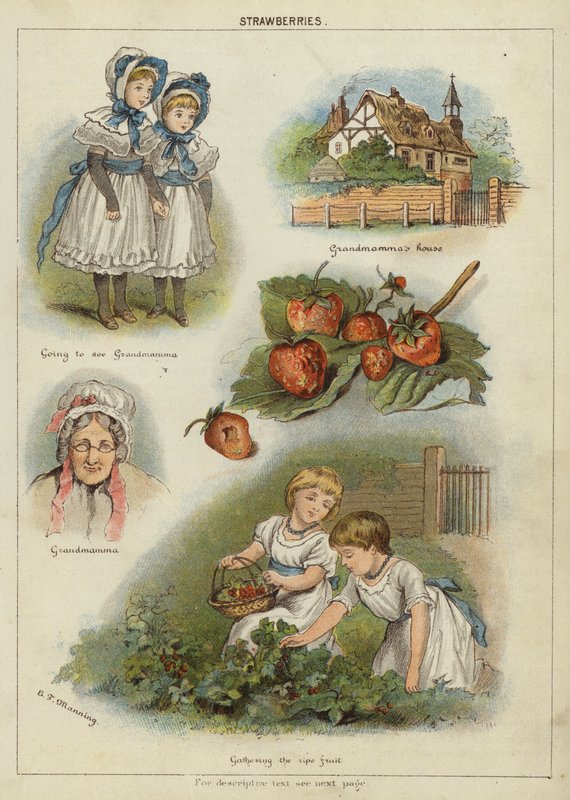 Jordgubbar (chromolitho) av Miss Eliza F. Manning