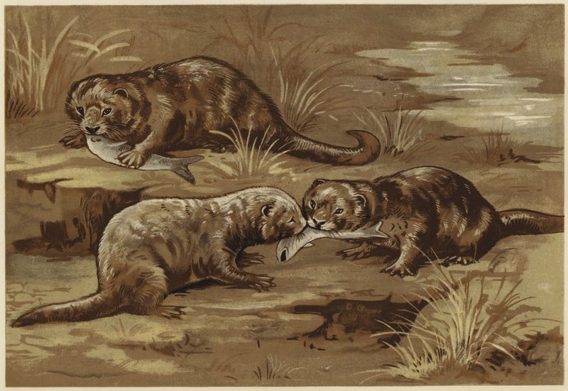 Om uttrar (litho) av N. Parker