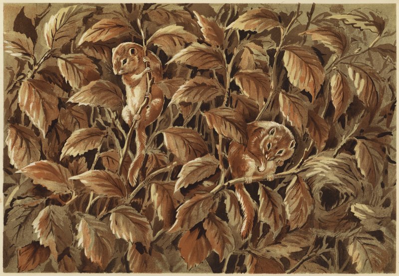 Dorothy, kuk och dormusen (litho) av N. Parker