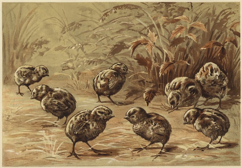 Moder rapphöna (litho) av N. Parker