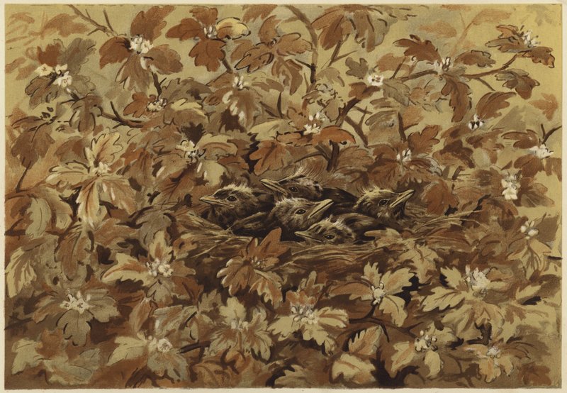 Koltrasten hemma (litho) av N. Parker