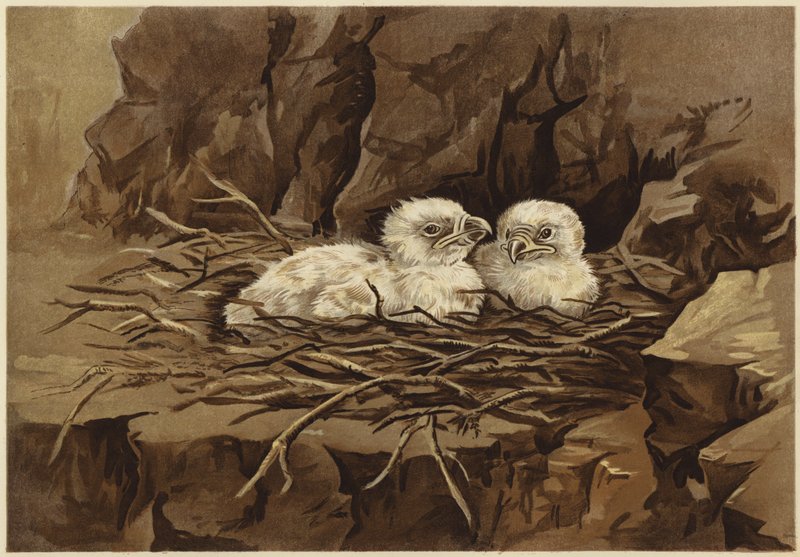 Örnens eyrie (litho) av N. Parker