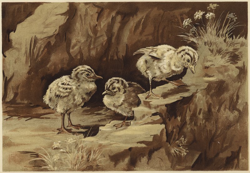 Måsarnas klippa (litho) av N. Parker