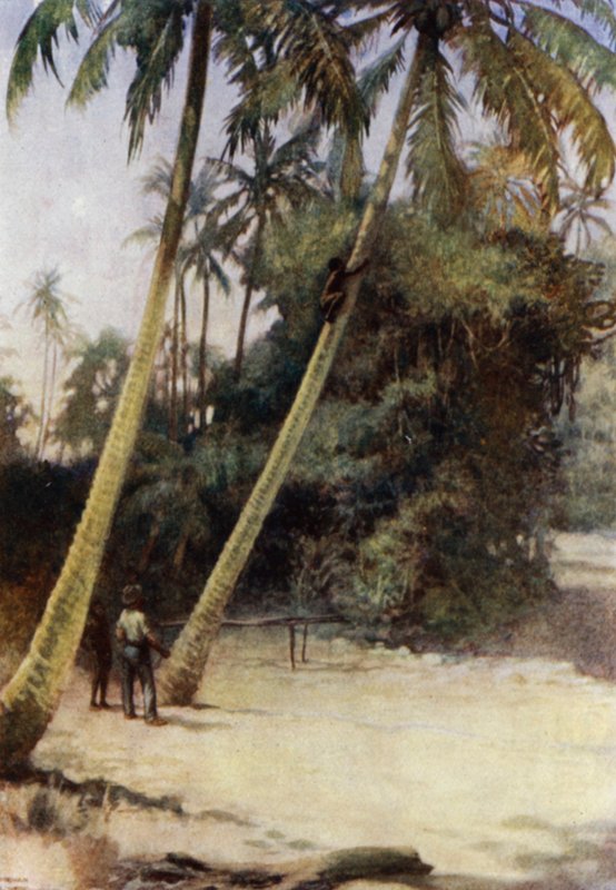 Solomon Island Boy klättrar efter gröna kakaonötter, nära Gavutu, New Florida (färg litho) av Norman Hardy
