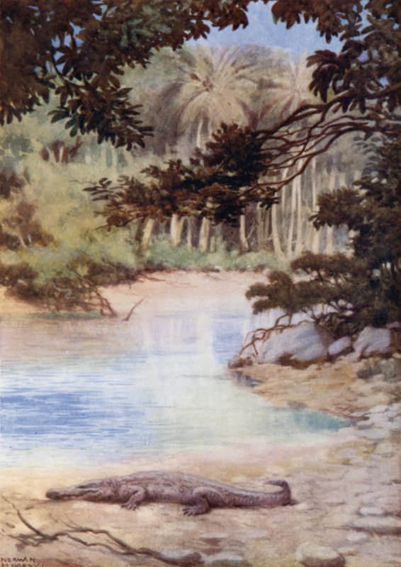 Krokodilens hem, brittiska Salomonöarna (färg litho) av Norman Hardy