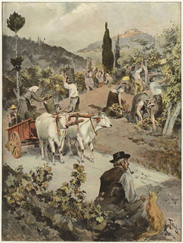 Årgångssäsongen i Italien av Oswaldo Tofani