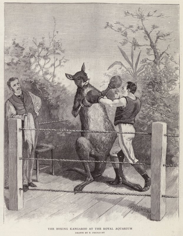 Boxningskängurun på Royal Aquarium, London (litho) av Paul Frenzeny