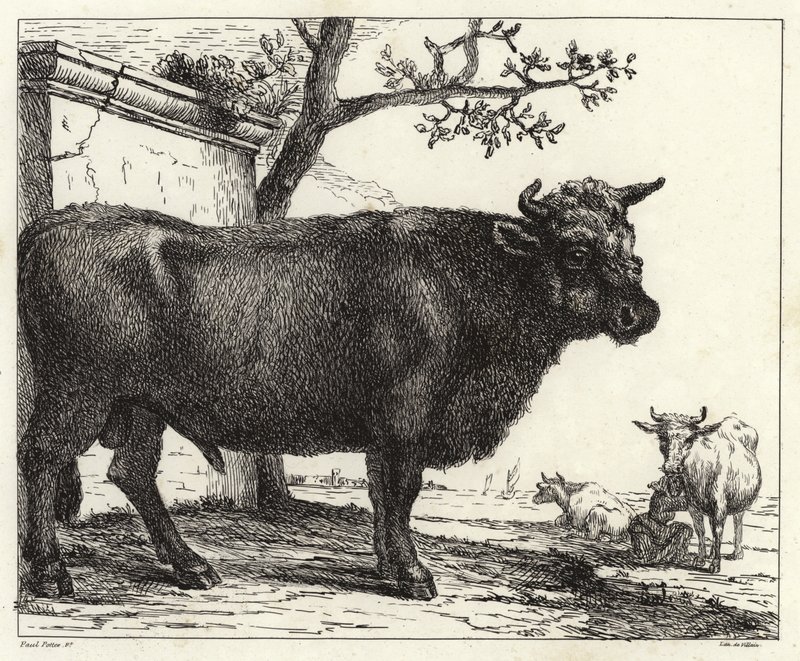 Tjuren av Paulus Potter