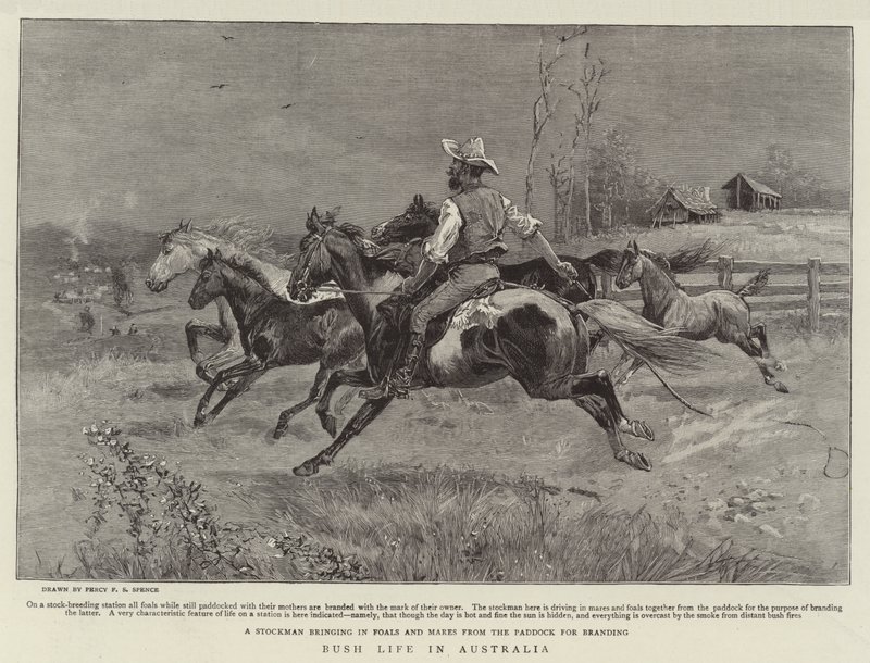 Bush-liv i Australien av Percy F.S. Spence