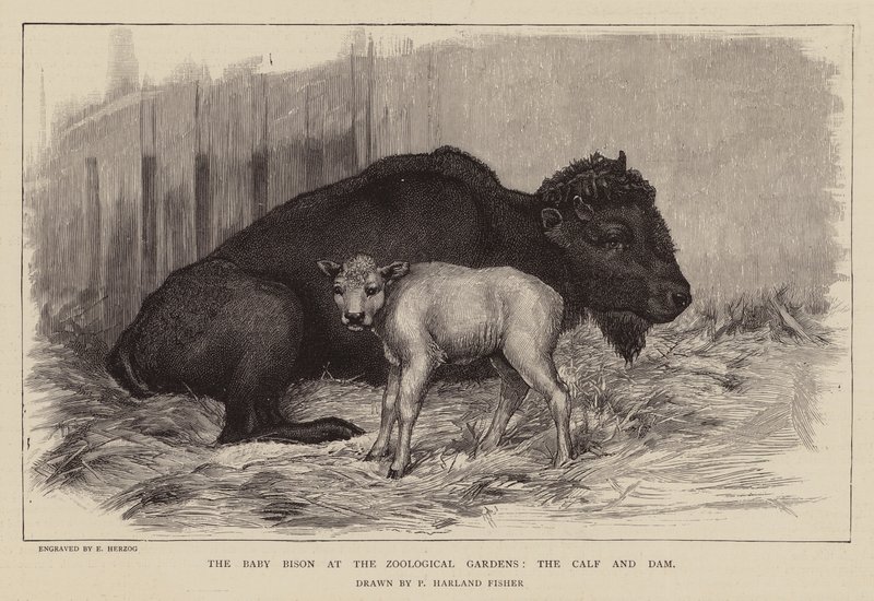 Bison och kalv på London Zoo (gravyr) av Percy Harland Fisher
